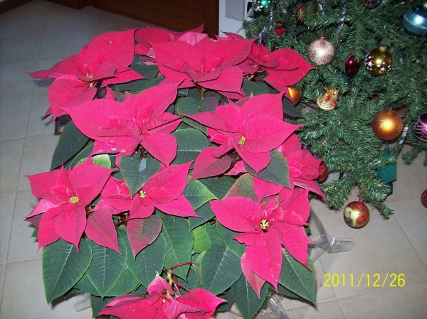 Stella Di Natale Nome.Euphorbia Pulcherrima Stella Di Natale Le Parole Dei Fiori
